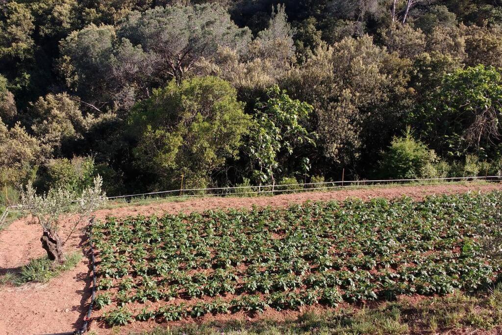 Cottage Eco-Friendly Barcelona Country Side La Garriga Kültér fotó