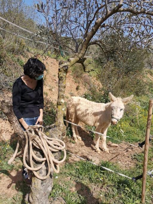 Cottage Eco-Friendly Barcelona Country Side La Garriga Kültér fotó